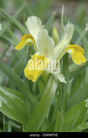 Bokhara iris, iris bucharica Banque D'Images