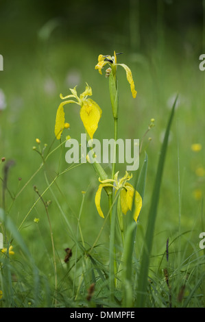 Drapeau jaune, Iris pseudacorus Banque D'Images