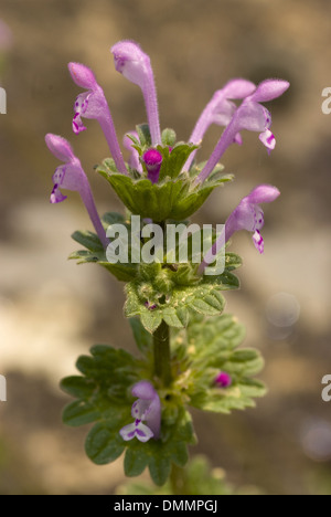 Henbit lamium amplexicaule, deadnettle Banque D'Images