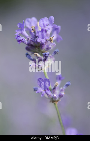 La lavande, lavandula angustifolia Banque D'Images