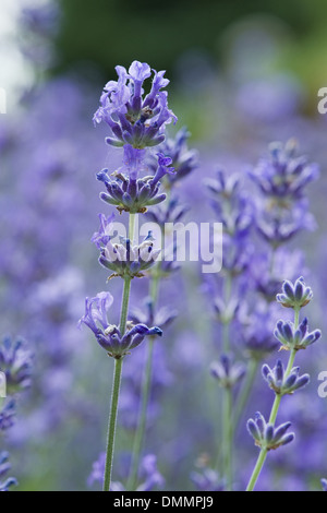 La lavande, lavandula angustifolia Banque D'Images