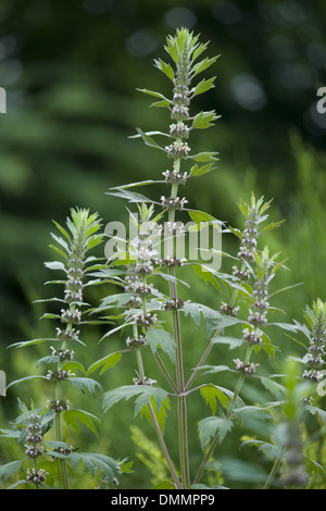 , Agripaume Leonurus cardiaca Banque D'Images