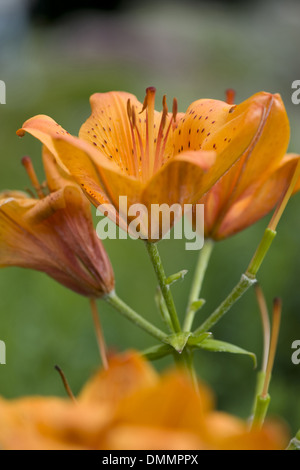 Lily lilium bulbiferum, incendie Banque D'Images