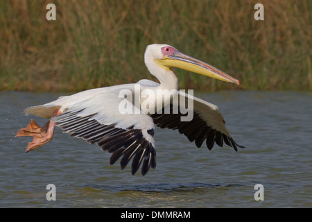 Grand Pélican blanc ou rose (Pelecanus onocrotalus pélican en vol) Banque D'Images