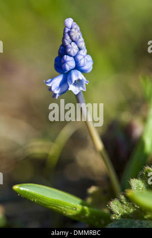 Muscaris, muscari azureum Banque D'Images