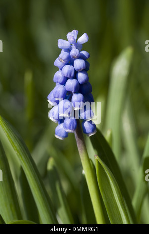 L'italien muscaris, Muscari botryoides Banque D'Images