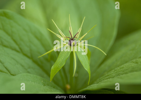 Herb paris, paris quadrifolia Banque D'Images