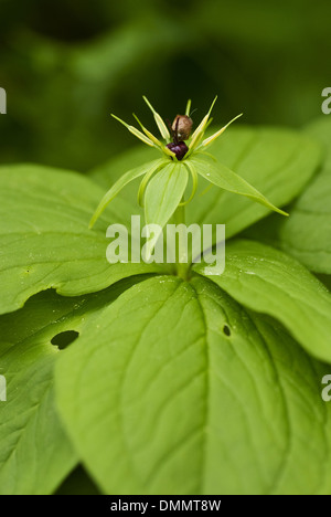 Herb paris, paris quadrifolia Banque D'Images