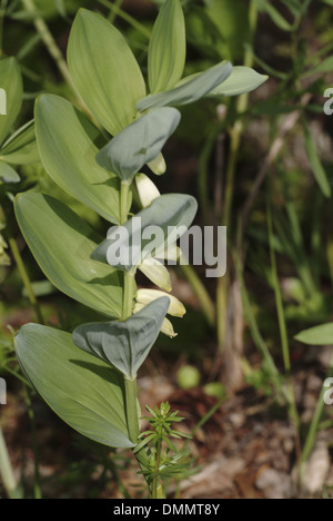 Sceau de Salomon polygonatum multiflorum, Banque D'Images