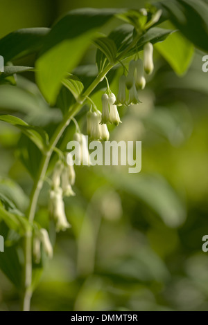 Le sceau de Salomon verticillées, polygonatum verticillatum Banque D'Images