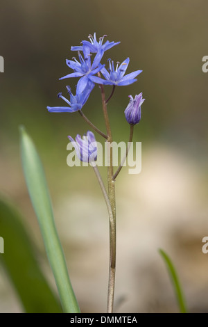 Deux feuilles, squill scilla bifolia Banque D'Images