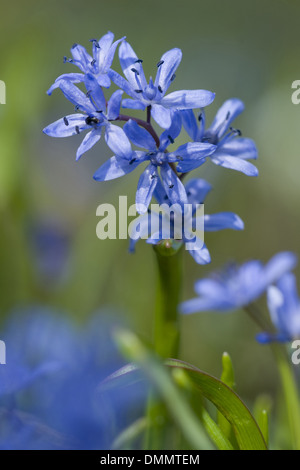 Deux feuilles, squill scilla bifolia Banque D'Images