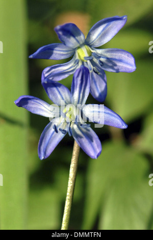 Squill Scilla siberica, Sibérie Banque D'Images