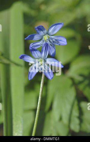 Squill Scilla siberica, Sibérie Banque D'Images