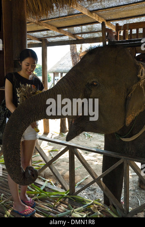 Portrait d'une femme vertical touriste japonais nourrir un éléphant d'Asie les bananes. Banque D'Images