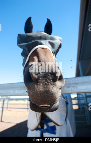 Horse portrait des mouches autour. Banque D'Images