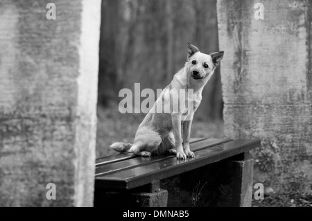 Chien assis sur un banc avec attention Banque D'Images