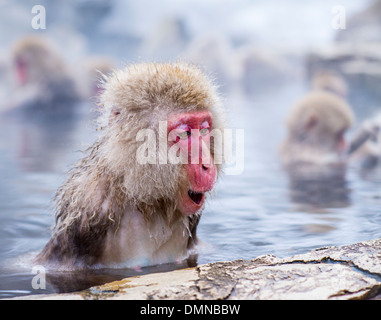 Baignoire Macaques de hot springs, à Nagano, au Japon. Banque D'Images