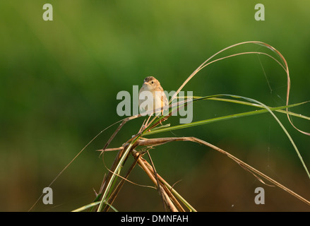 Zitting belle (Cisticole juncidis Cisticole) se tenant sur le sol Banque D'Images