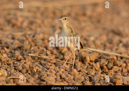 Zitting belle (Cisticole juncidis Cisticole) se tenant sur le sol Banque D'Images