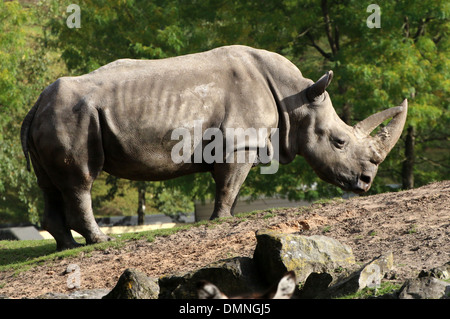 Le rhinocéros blanc du sud (Ceratotherium simum) Rhinocéros portrait, vu de profil Banque D'Images