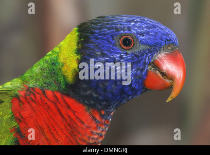 Les close-up of a la tête d'un arc-en-ciel Lorikeet (Trichoglossus haematodus) dans un zoo