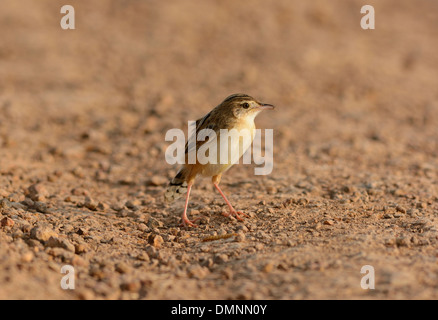 Zitting belle (Cisticole juncidis Cisticole) se tenant sur le sol Banque D'Images