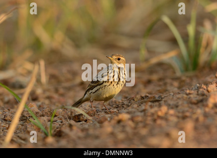 Belle maturité des Pipits à gorge rousse (Anthus cervinus) sur le sol Banque D'Images