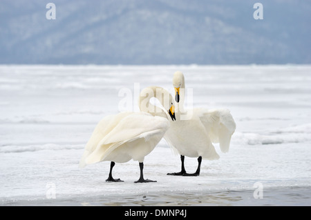 Cygne chanteur (Cygnus cygnus) adultes, pendant la pariade sur lac gelé recouvert de neige, le lac Mashu Akan, N.P., Hokkaido, Japon, Banque D'Images
