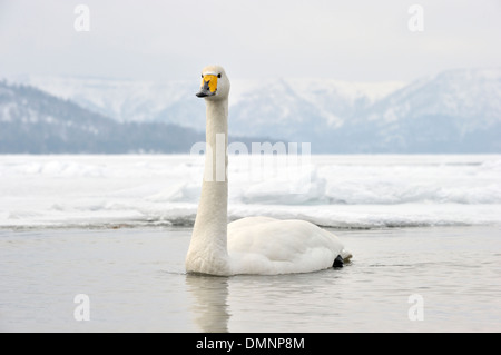 Cygne chanteur (Cygnus cygnus) natation en eau libre au lac Kussharo congelé, parc national de Akan, Hokkaido, Japon. Banque D'Images