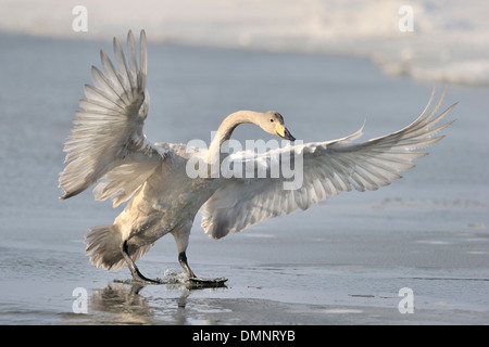 Cygne chanteur atterrissage sur la glace. Banque D'Images