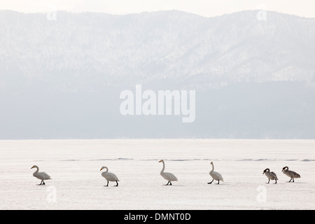 Les cygnes chanteurs walking in line à lac gelé. Banque D'Images