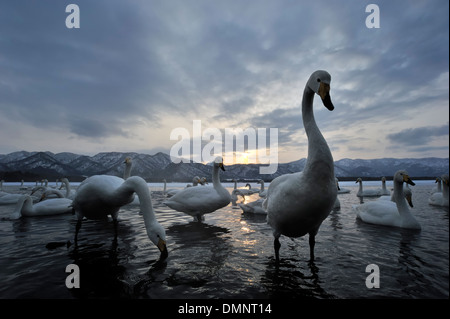 Cygne chanteur (Cygnus cygnus) debout dans le lac au coucher du soleil, le lac Mashu, parc national de Akan, Hokkaido, Japon. Banque D'Images