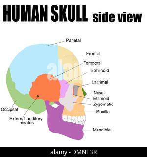 Vue latérale du crâne humain Illustration de Vecteur