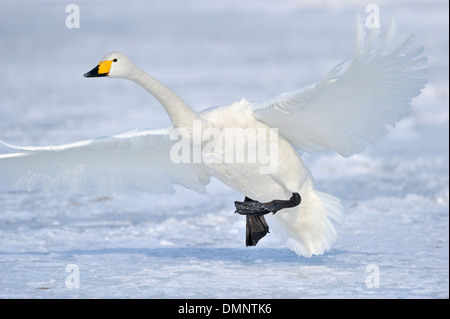 Cygne chanteur atterrissage sur la glace. Banque D'Images