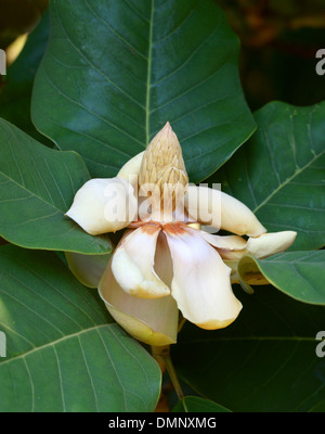 Evergreen chinois ou Magnolia, Magnolia Magnolia de Delavay delavayi, Magnoliaceae, sud-ouest de la Chine. Menacée de disparition, l'UICN Banque D'Images