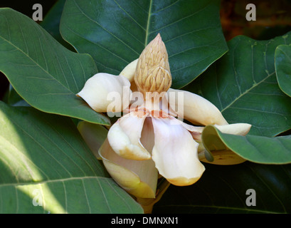 Evergreen chinois ou Magnolia, Magnolia Magnolia de Delavay delavayi, Magnoliaceae, sud-ouest de la Chine. Menacée de disparition, l'UICN Banque D'Images