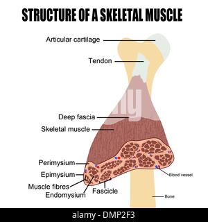 Structure d'un muscle squelettique Illustration de Vecteur