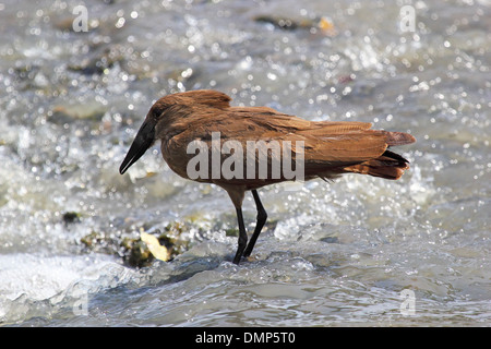 (Scopus umbretta Hamerkop a) la pêche dans une rivière d'Afrique, Tanzanie Banque D'Images