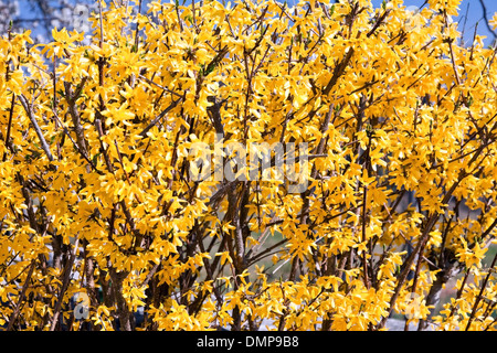 Belles fleurs jaunes de forsythia au début du printemps Banque D'Images