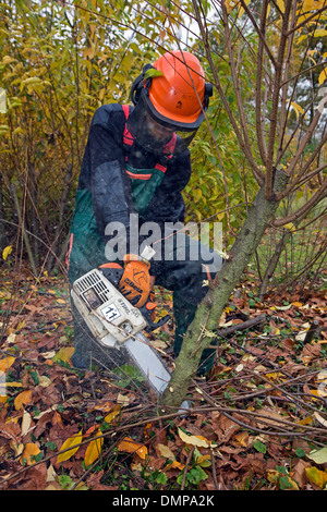 Le contrôle forestier sauvages envahissantes Black cherry (Prunus serotina) avec la scie à chaîne dans la réserve naturelle de la forêt Banque D'Images