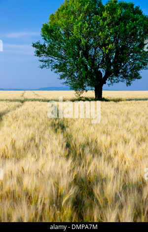 Arbre isolé dans le champ d'orge près de Valensole, Provence France Banque D'Images