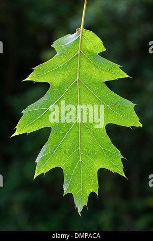 Northern red oak / chêne (Quercus rubra champion / Quercus borealis) close up of leaf hanging on tree in forest Banque D'Images