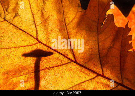 Champignons féeriques silhouetté contre l'automne feuilles présentant des couleurs d'automne en forêt Banque D'Images