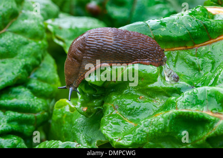 Grande Limace rouge / rouge européenne slug (Arion rufus) sur les verts in vegetable garden Banque D'Images