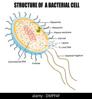 Structure d'une cellule bactérienne Illustration de Vecteur