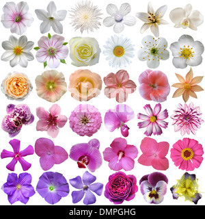 Grande sélection de diverses fleurs isolé sur fond blanc Banque D'Images