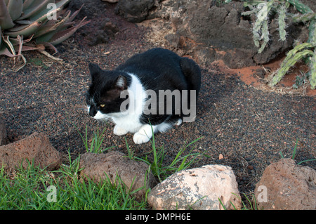 Stray Cat, Caleta de Fuste, Fuerteventura, Îles Canaries. Banque D'Images