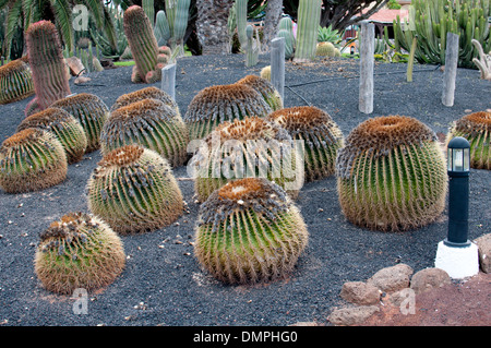 Jardin de cactus, Caleta de Fuste, Fuerteventura, Îles Canaries, Espagne. Banque D'Images