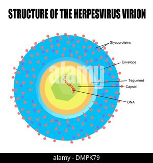 Structure du virus de l'herpès Illustration de Vecteur